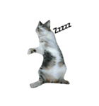 Cat666（個別スタンプ：12）