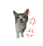 Cat666（個別スタンプ：13）