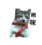Cat666（個別スタンプ：14）