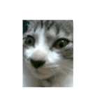Cat666（個別スタンプ：15）