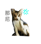 Black nostrils（個別スタンプ：1）