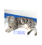 Catcrazy Lives（個別スタンプ：10）