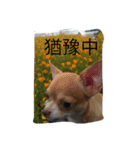 Y Ho and Coffee（個別スタンプ：5）