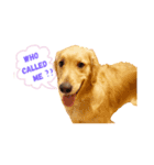 愛犬レオンくん（個別スタンプ：1）