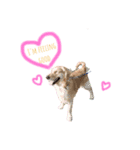 愛犬レオンくん（個別スタンプ：2）