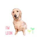 愛犬レオンくん（個別スタンプ：3）