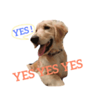 愛犬レオンくん（個別スタンプ：4）