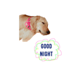 愛犬レオンくん（個別スタンプ：6）