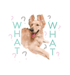 愛犬レオンくん（個別スタンプ：7）