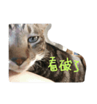 Alumiddle - two cats` world（個別スタンプ：2）
