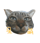 Alumiddle - two cats` world（個別スタンプ：14）