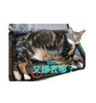 Alumiddle - two cats` world（個別スタンプ：16）
