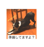 宇治のボストンテリア犬 つくし3（個別スタンプ：1）