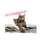 Adoption of stray cats（個別スタンプ：1）