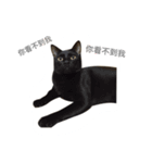 Adoption of stray cats（個別スタンプ：2）