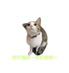 Adoption of stray cats（個別スタンプ：3）