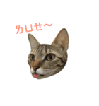 Adoption of stray cats（個別スタンプ：4）
