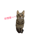 Adoption of stray cats（個別スタンプ：5）