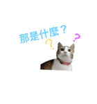 Adoption of stray cats（個別スタンプ：6）