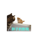 Adoption of stray cats（個別スタンプ：7）