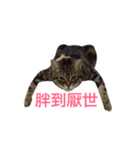 Adoption of stray cats（個別スタンプ：8）
