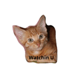 Brother Kitties（個別スタンプ：4）
