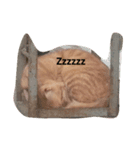 Brother Kitties（個別スタンプ：6）