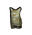 Brother Kitties（個別スタンプ：7）