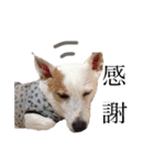 ジャックラッセルのキッド君（個別スタンプ：14）