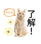 ひまわり君スタンプ（個別スタンプ：1）