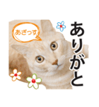 ひまわり君スタンプ（個別スタンプ：2）