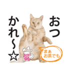 ひまわり君スタンプ（個別スタンプ：3）