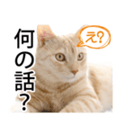 ひまわり君スタンプ（個別スタンプ：4）