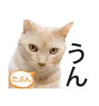 ひまわり君スタンプ（個別スタンプ：6）