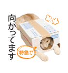 ひまわり君スタンプ（個別スタンプ：9）