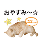 ひまわり君スタンプ（個別スタンプ：10）