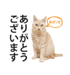 ひまわり君スタンプ（個別スタンプ：11）