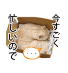 ひまわり君スタンプ（個別スタンプ：12）
