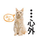 ひまわり君スタンプ（個別スタンプ：14）