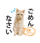 ひまわり君スタンプ（個別スタンプ：15）