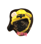 NaNa＆Sona' Cute Cat＆Dog（個別スタンプ：1）
