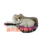 NaNa＆Sona' Cute Cat＆Dog（個別スタンプ：2）