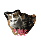 NaNa＆Sona' Cute Cat＆Dog（個別スタンプ：4）