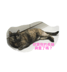 NaNa＆Sona' Cute Cat＆Dog（個別スタンプ：5）