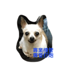 NaNa＆Sona' Cute Cat＆Dog（個別スタンプ：6）
