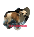 NaNa＆Sona' Cute Cat＆Dog（個別スタンプ：7）