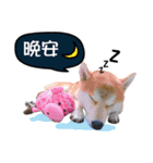 Handsome shiba（個別スタンプ：1）