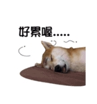 Handsome shiba（個別スタンプ：2）