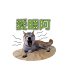 Handsome shiba（個別スタンプ：5）