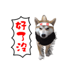 Handsome shiba（個別スタンプ：6）